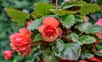 Dans un pot, une jardinière ou dans un massif, les bégonias tubéreux vont apporter des couleurs vives du mois de juin jusqu’aux premiers coups de gel. Ils font partie des bulbes d’été les plus populaires.